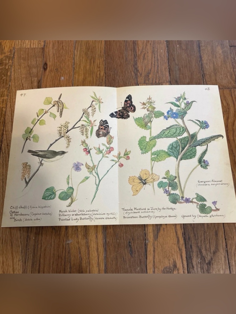 1977 Vintage 9”x14” Botanical Print with wildflowers butterflies